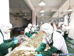 浙江慶元：布局“三鏈”促食用菌出口實現逆勢增長 ()
