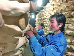 科技助力，小菌菇“長”出大市場 ()