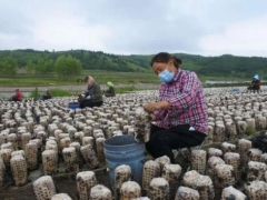 預計產值50億！上半年牡丹江栽培食用菌21億袋 ()