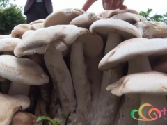 騰沖現超大樹窩狀野生菌 共有大小不一的菌傘200多朵  專家：不建議食用 ()