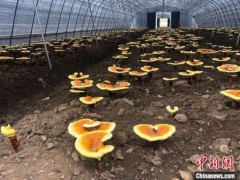 食用菌變“小康菌”：四川廣元白朝鄉的“科技致富經” ()