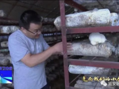 科技特派員賀曉龍：讓食用菌成為延安農民致富“好幫手” ()