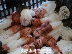 貴州劍河：紅托竹蓀“破殼”豐收 珍稀食用菌推動就業增收 ()