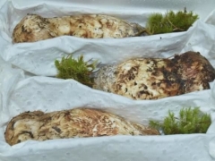 香格里拉松茸江湖：從香格里拉發出的松茸，產自當地的或不足10% ()