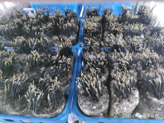 上海農科院食用菌所成功馴化野生藥用菌烏靈參 ()