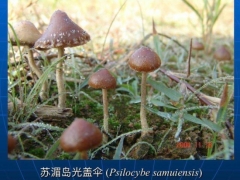 致幻蘑菇刷屏！專家：野生蘑菇中毒死亡率高達20% ()