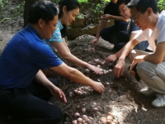 貴州重大專項顯成效，織金竹蓀大豐收 ()