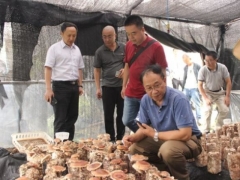 四川2個優質加工香菇新菌株通過技術鑒定 ()