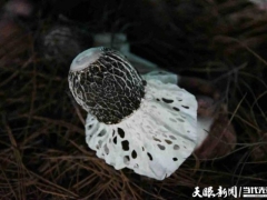 產值倍量 收入添碼——織金縣“四輪驅動”助推竹蓀產業邁入發展快車道 ()