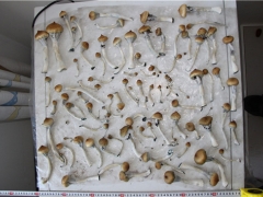 種植致幻毒蘑菇滲入巧克力網上販賣 新疆阿勒泰警方破獲新型毒品案 ()
