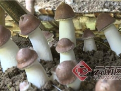 云南昌寧：姬松茸產業帶動群眾增收致富 ()
