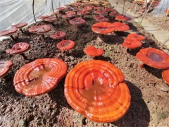 綿陽梓潼：千畝靈芝進軍國際市場 ()