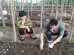 河南寶豐：引進種植“大球蓋菇”鼓起群眾“錢袋子” ()