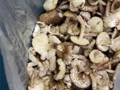 寧夏人民醫院近期接診誤食毒蘑菇14人！戶外野生蘑菇吃不得，你怎么就不聽呢！ ()