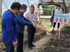 哈爾濱市科協調研秸稈種植精品食用菌項目 ()
