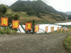 滬滇扶貧協作幫助富源發展食用菌產業，拓寬農民增收渠道 ()