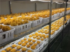 云南農業大學李榮春教授利用在食用菌行業的科研優勢，將金耳種植難關突破形成穩產高產的工廠化栽培技術 ()