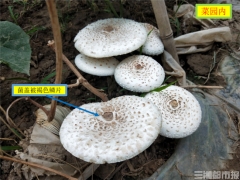 天氣轉冷，誤食毒蘑菇案例增多！省疾控專家提醒：勿吃 ()
