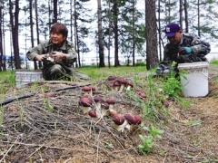 小小赤松茸 綠色脫貧路 ——鄂倫春旗克一河鎮食用菌農民專業合作社林下種植獲豐收 ()