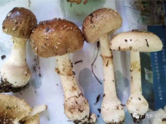桂林一“菌王”被蘑菇毒翻！搶救半月才恢復自主呼吸 ()