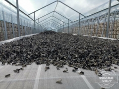 小木耳帶動大產業 汪清黑木耳產業鏈開拓扶貧路 ()