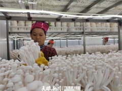 黔東南：菌菇產業豐收四季  科技助推產業興旺 ()