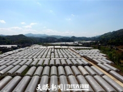 秋冬再種2萬畝 畢節食用菌成百姓增收“硬核”產業 ()