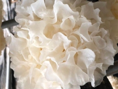 北京首次實現日光溫室規?；耘嚆y耳 ()
