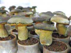 黑牛肝菌實現工廠化栽培 日產4噸 ()