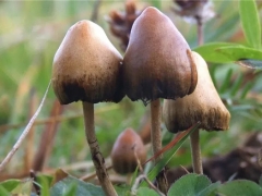 首家上市的″迷幻蘑菇″公司股價大漲  致力研究利用裸蓋菇活性成分治療精神疾病 ()