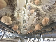 形成“菌棒生產、食用菌培植、產品精深加工”一體化的全產業鏈——三穗縣：猴頭菇產業實現“接二連三” ()