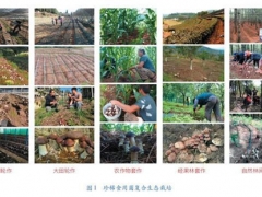 創新食用菌發展模式，助力云貴地區精準扶貧與生態提升 ()