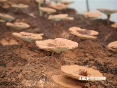 遵義院士中心：“食用菌”團隊助力綏陽“靈芝”產業發展 ()