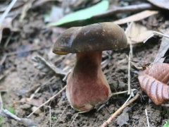 蘑菇栽培界又添新成員！攀枝花發現“玫紅網柄牛肝菌” ()