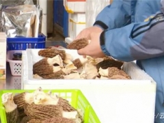 昆明：新鮮羊肚菌上市 大多發往北上廣 ()