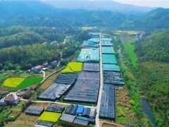 湖北遠安：讓香菇更“香”——記遠安縣山娃子食用菌供銷專業聯合社 ()