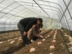 落實“雙千幫帶” 助推鄉村振興——遵義市農業科學研究院食用菌專家新華行 ()