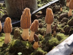 破解農業與生態矛盾 昆明晉寧引入羊肚菌種植實現雙贏 ()