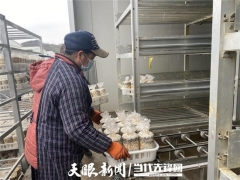 貴州貞豐：菌棒生產不停工 確保春節食用菌供應 ()