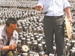 人民日報：“蘑菇院士”助力產業扶貧——堅持四個面向 解決實際問題 ()