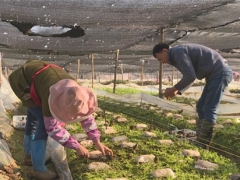 保山隆陽：千畝羊肚菌豐產富民 ()