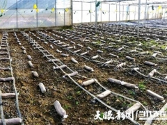 貴州銅仁：萬山區敖寨鄉首批羊肚菌即將上市 ()