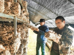 青海門源：食用菌成朝陽產業 ()