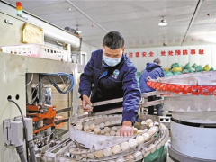 西藏日喀則的小蘑菇 大產業 ()