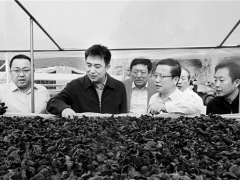 山西：中陽黑木耳從無到有 成富民強縣大產業 ()