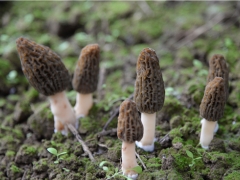科學滅菌有助于提高羊肚菌穩產概率 ()