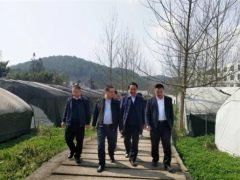 貴州省農業農村廳到黔西縣調研食用菌（羊肚菌）產業發展情況 ()