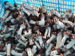 鮮！上海嘉定產赤松茸上市 ()