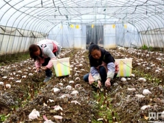 貴州畢節：羊肚菌“搶鮮”上市 訂單供不應求 ()