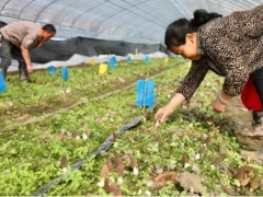 貴陽白云區20余萬斤羊肚菌陸續出菇新鮮上市 ()